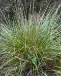 Purei/Pukio (Carex virgata)