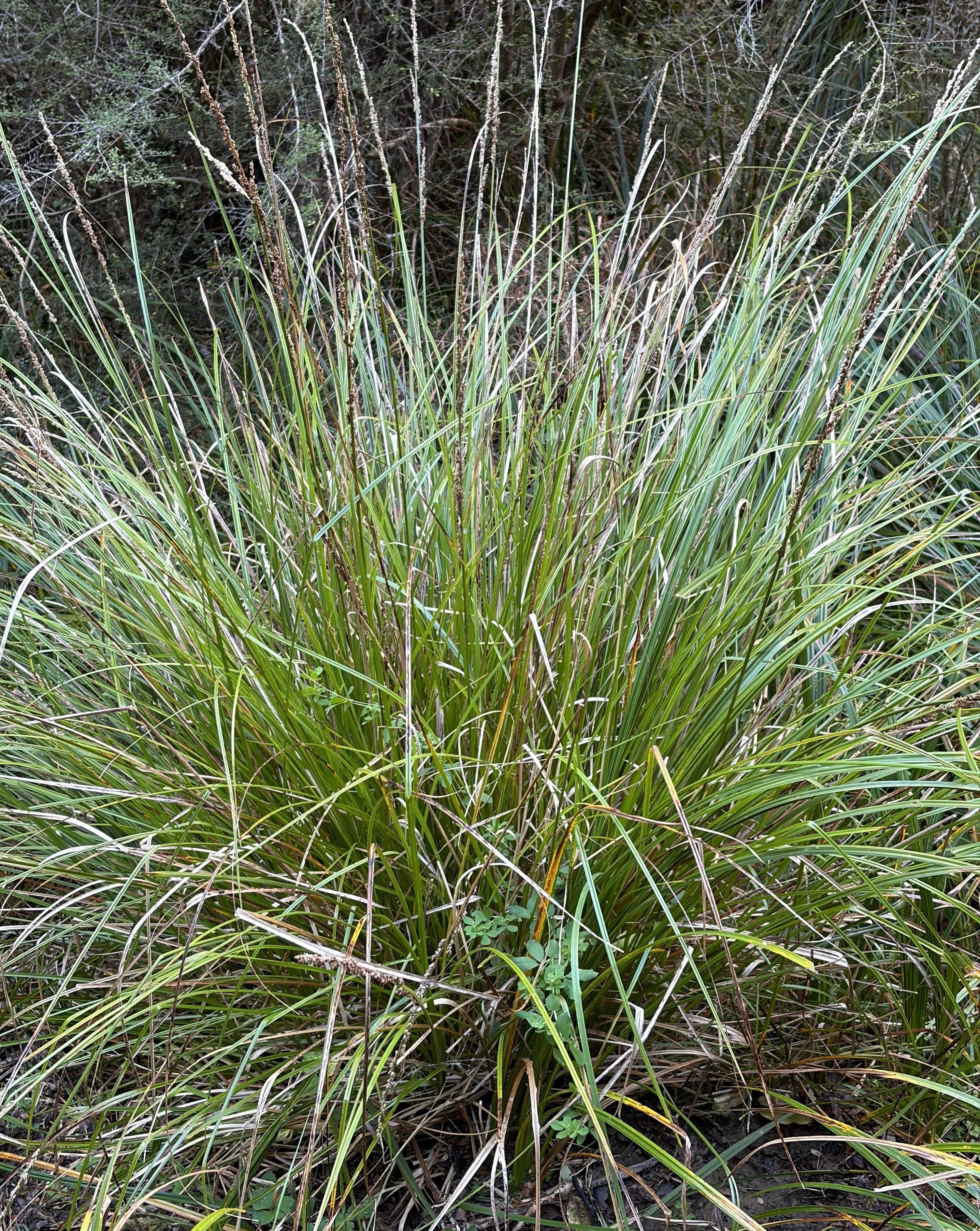 Purei/Pukio (Carex virgata)