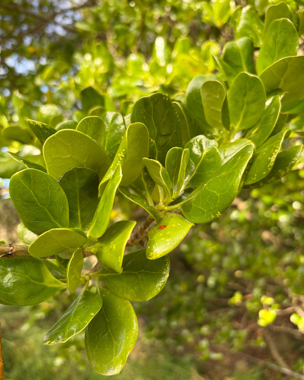 Taupata (Coprosma repens)