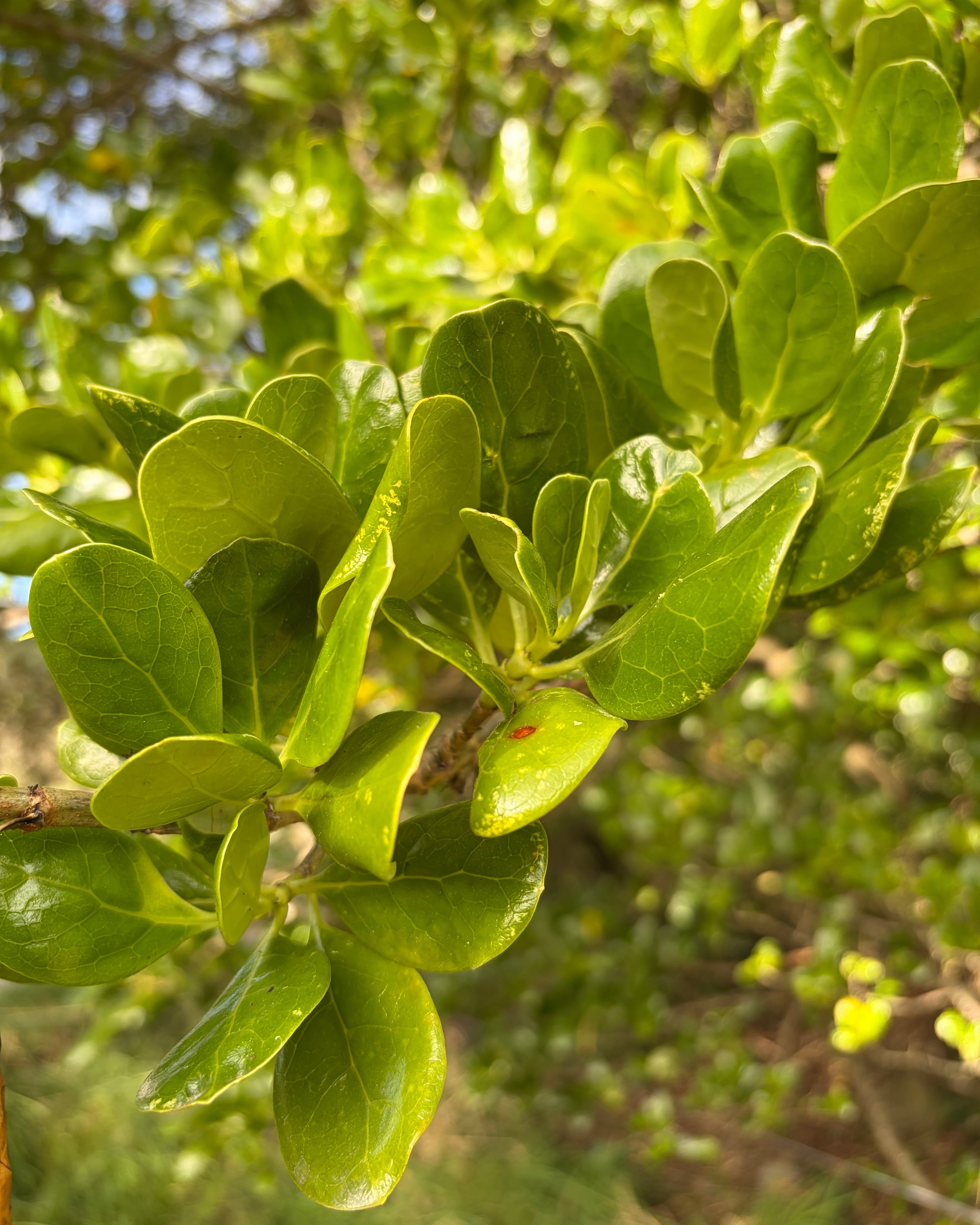 Taupata (Coprosma repens)