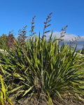 Harakeke (Phormium tenax)