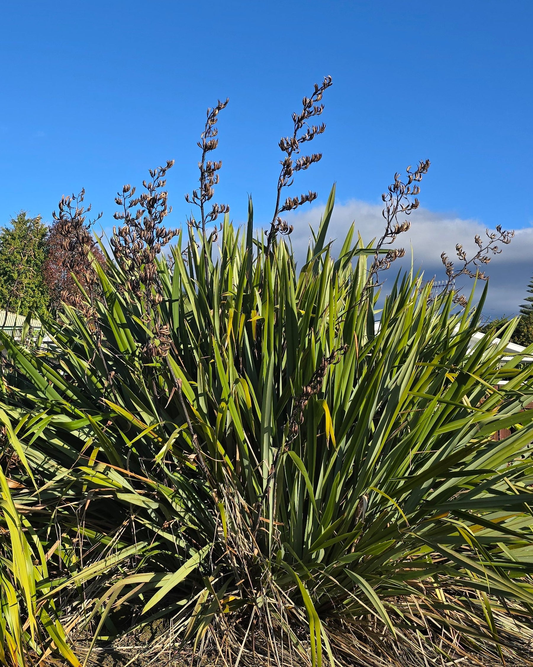 Harakeke (Phormium tenax)