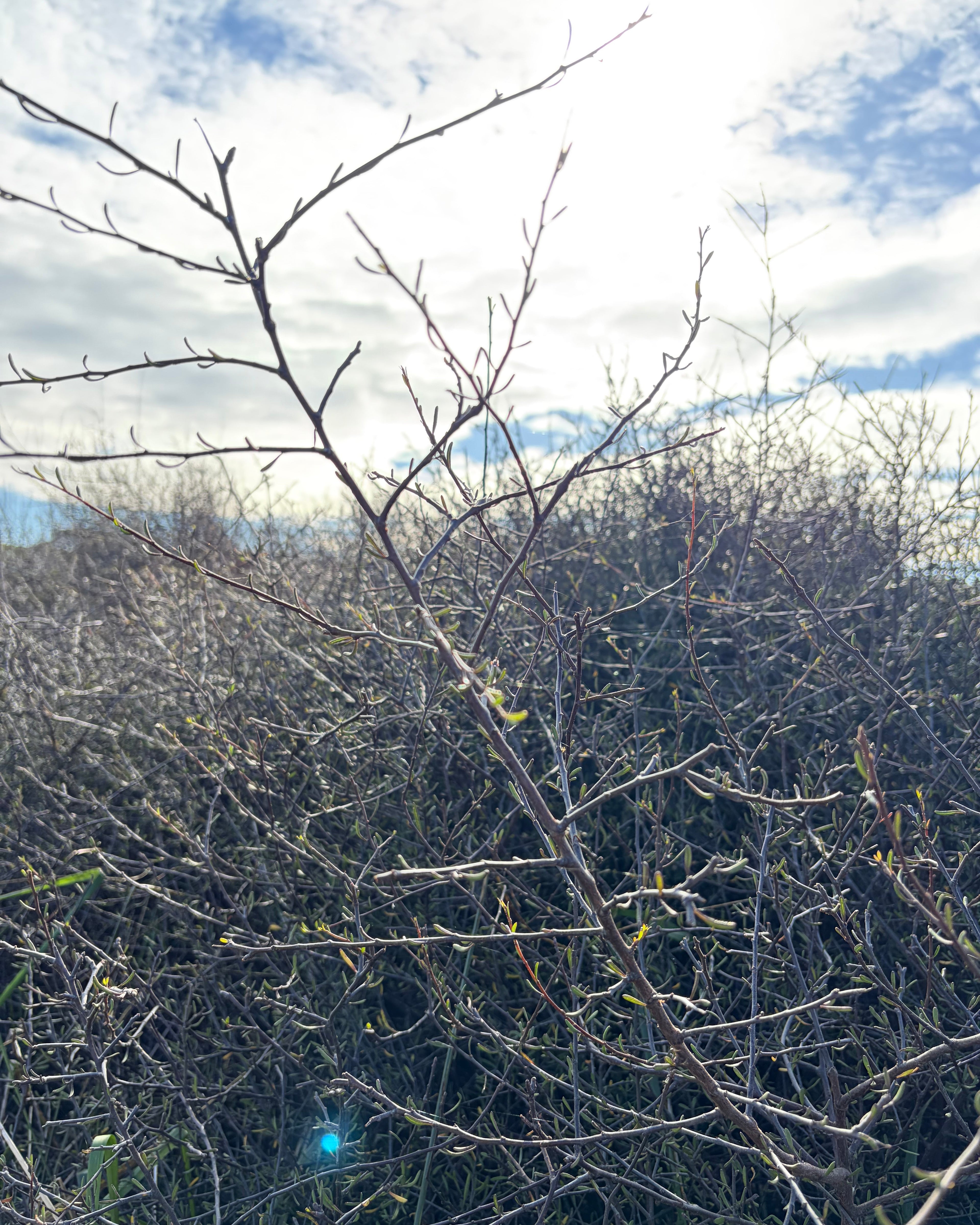 Makaka (Plagianthus divaricatus)
