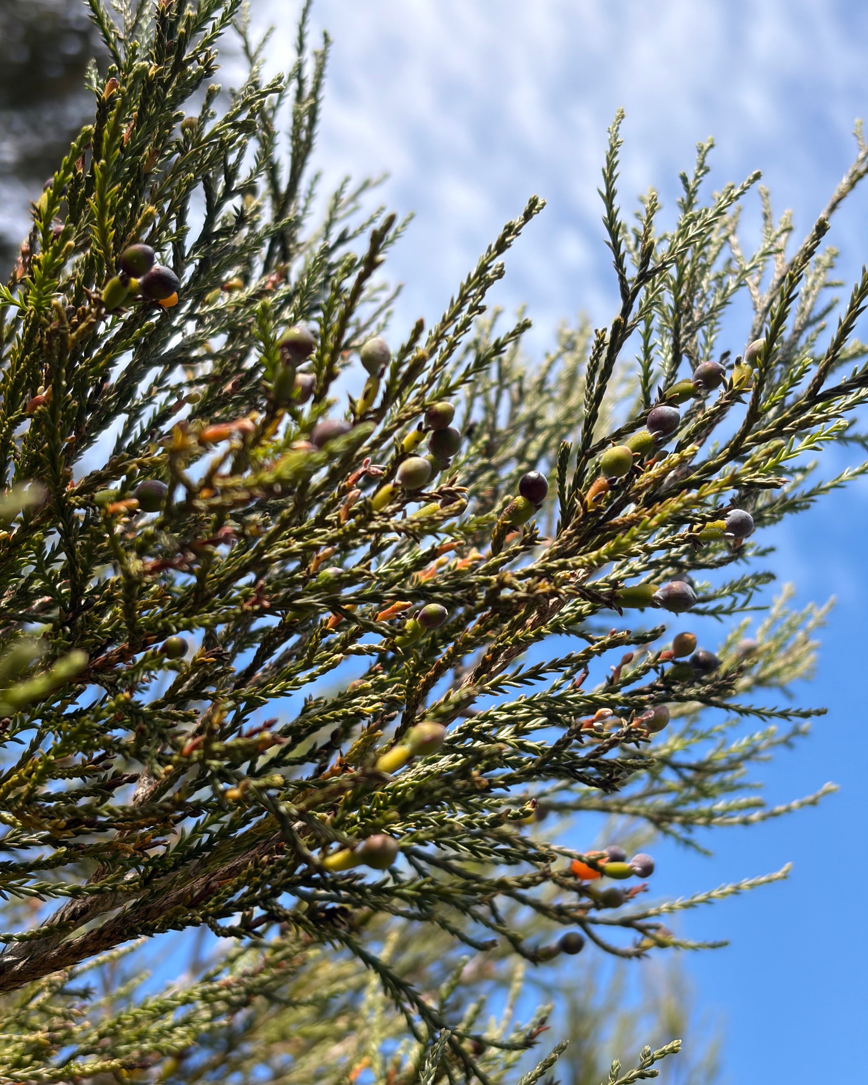 Kahikatea (Dacrycarpus dacrydioides)