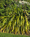 Wharariki (Phormium cookianum)