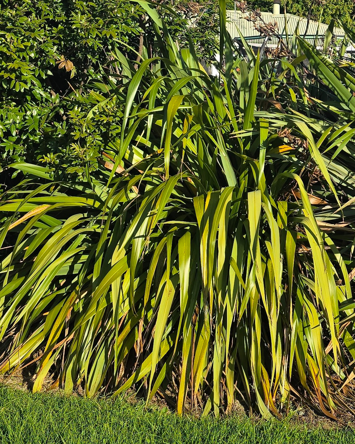 Wharariki (Phormium cookianum)