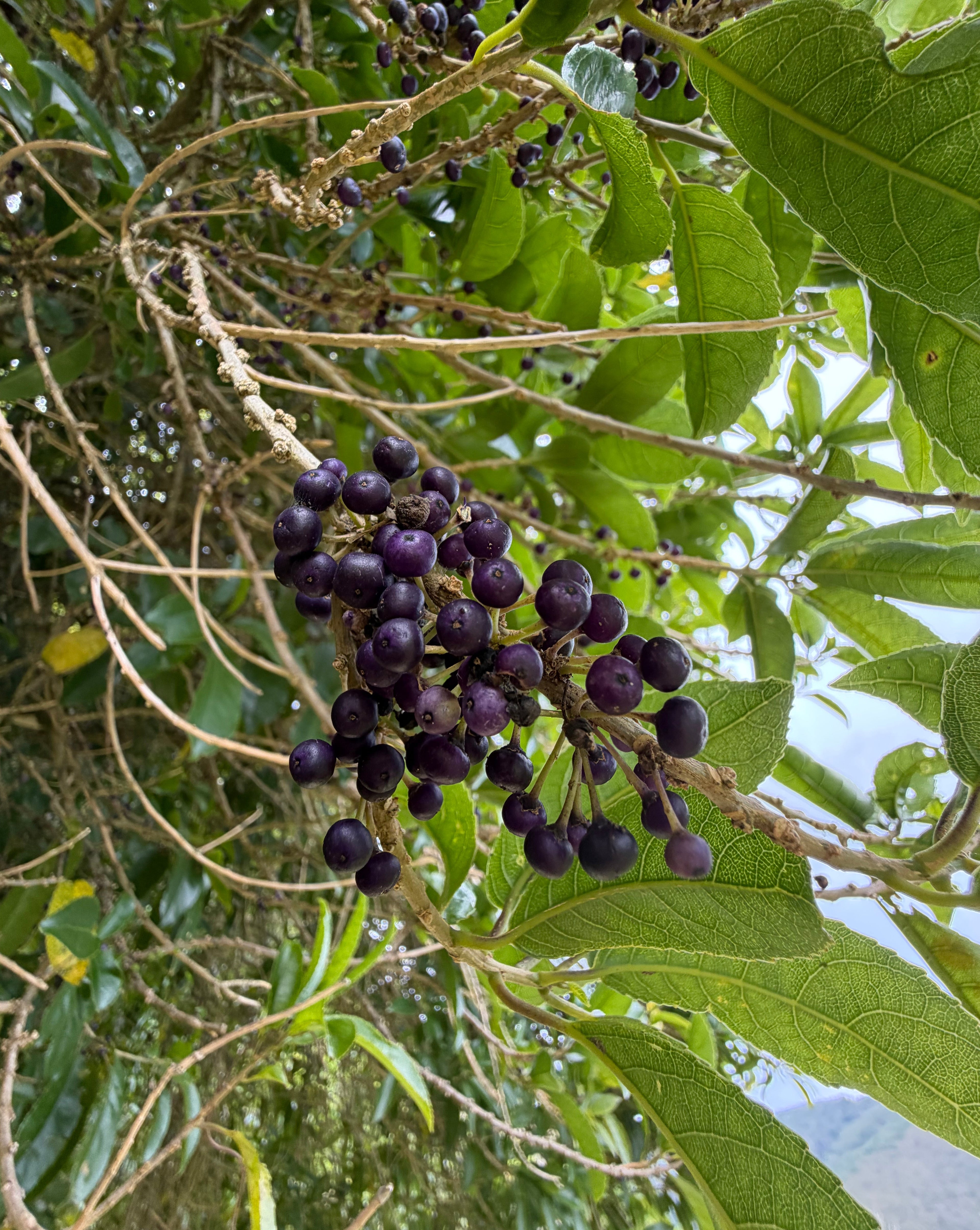 Māhoe (Melicytus ramiflorus)