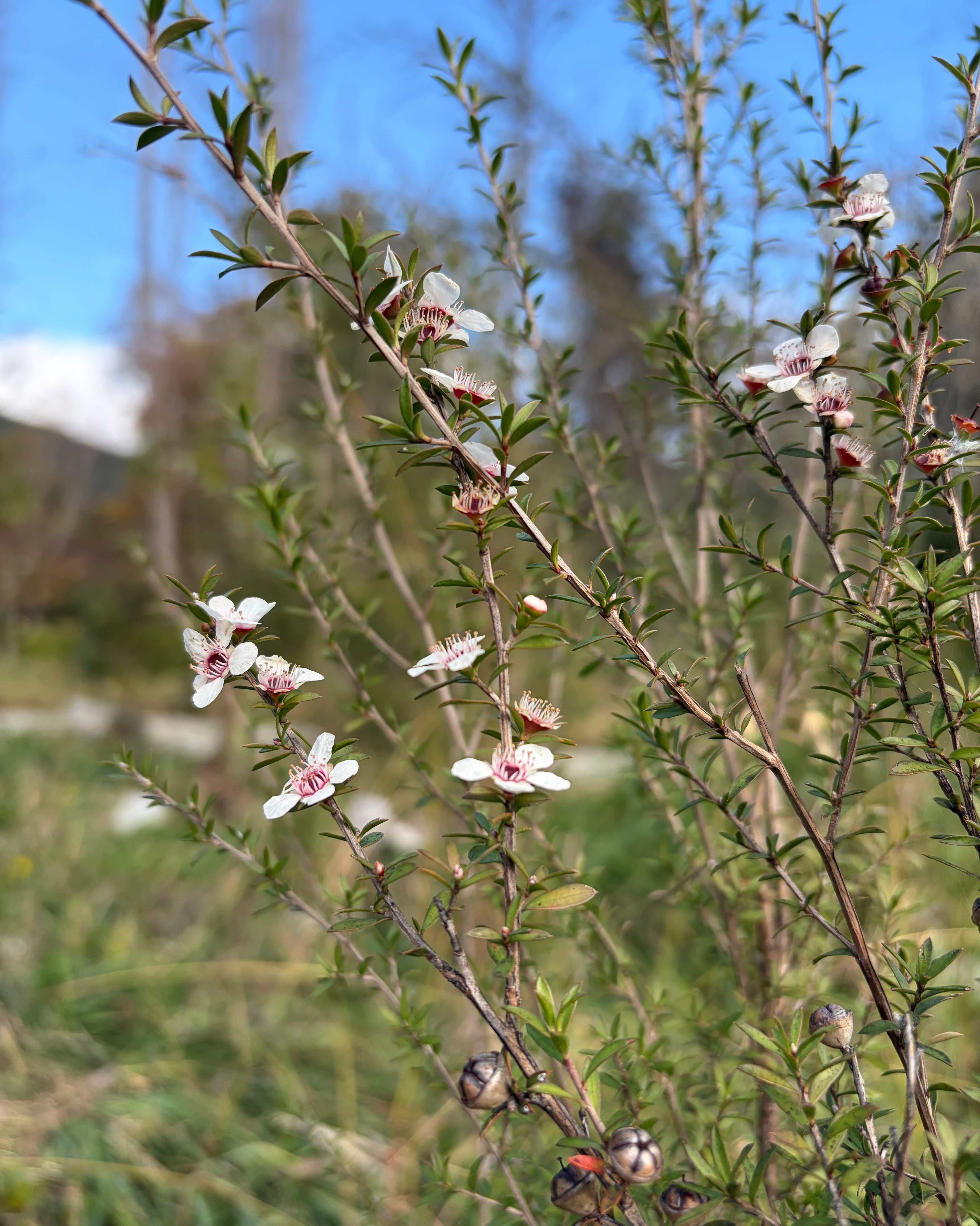 Mānuka (Leptospermum scoparium)