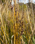 Oioi (Apodasmia similis)