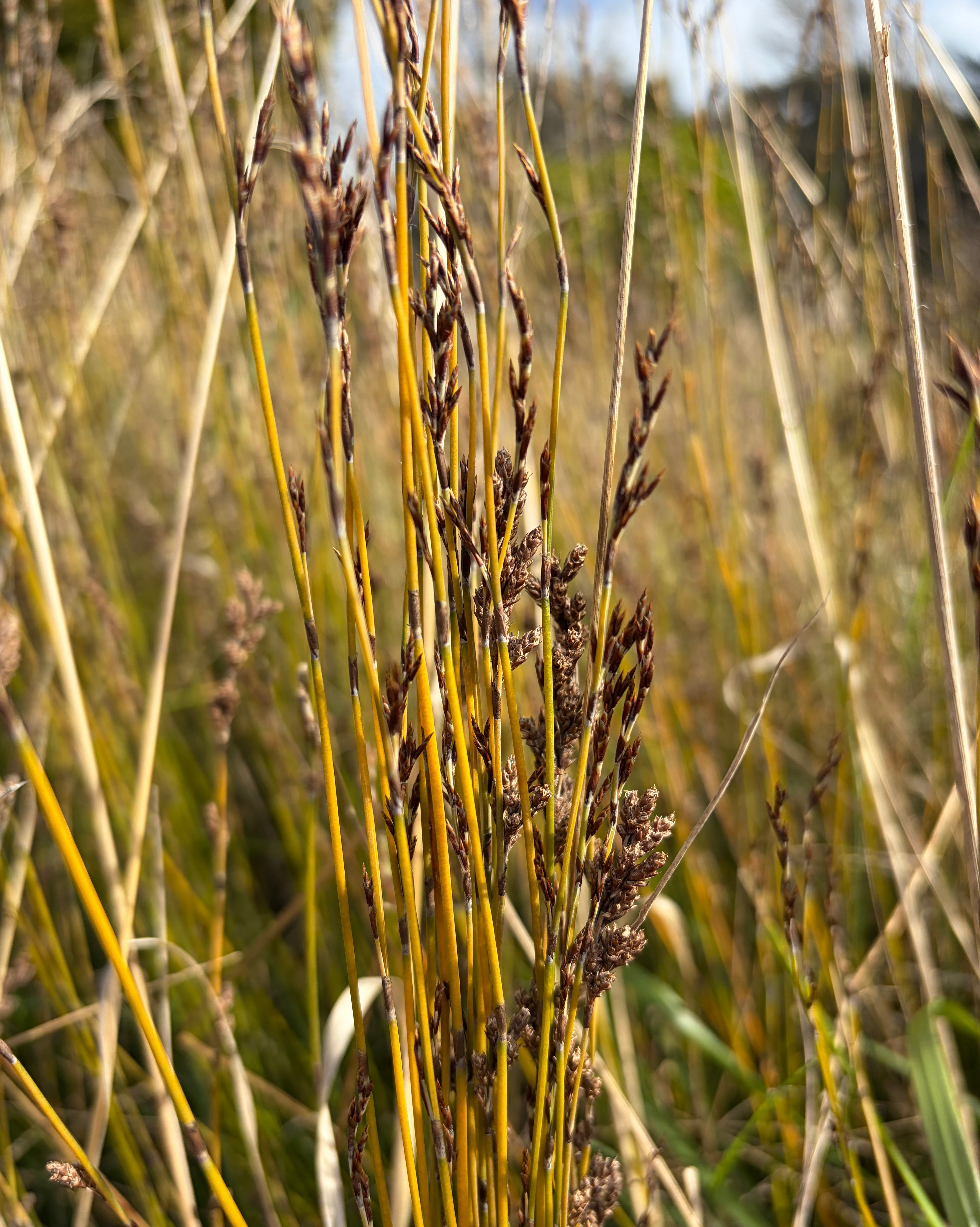 Oioi (Apodasmia similis)