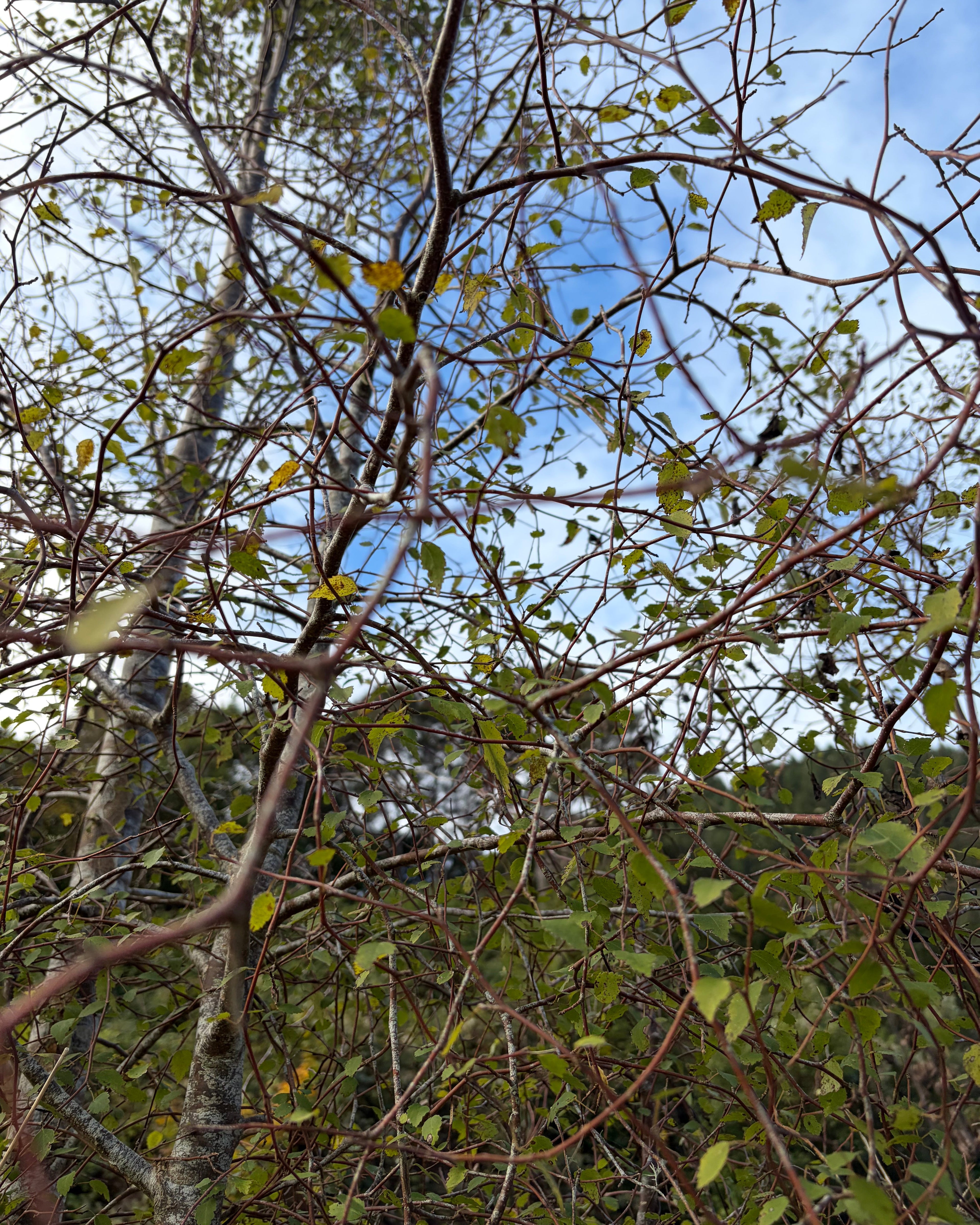 Mānatu (Plagianthus regius)