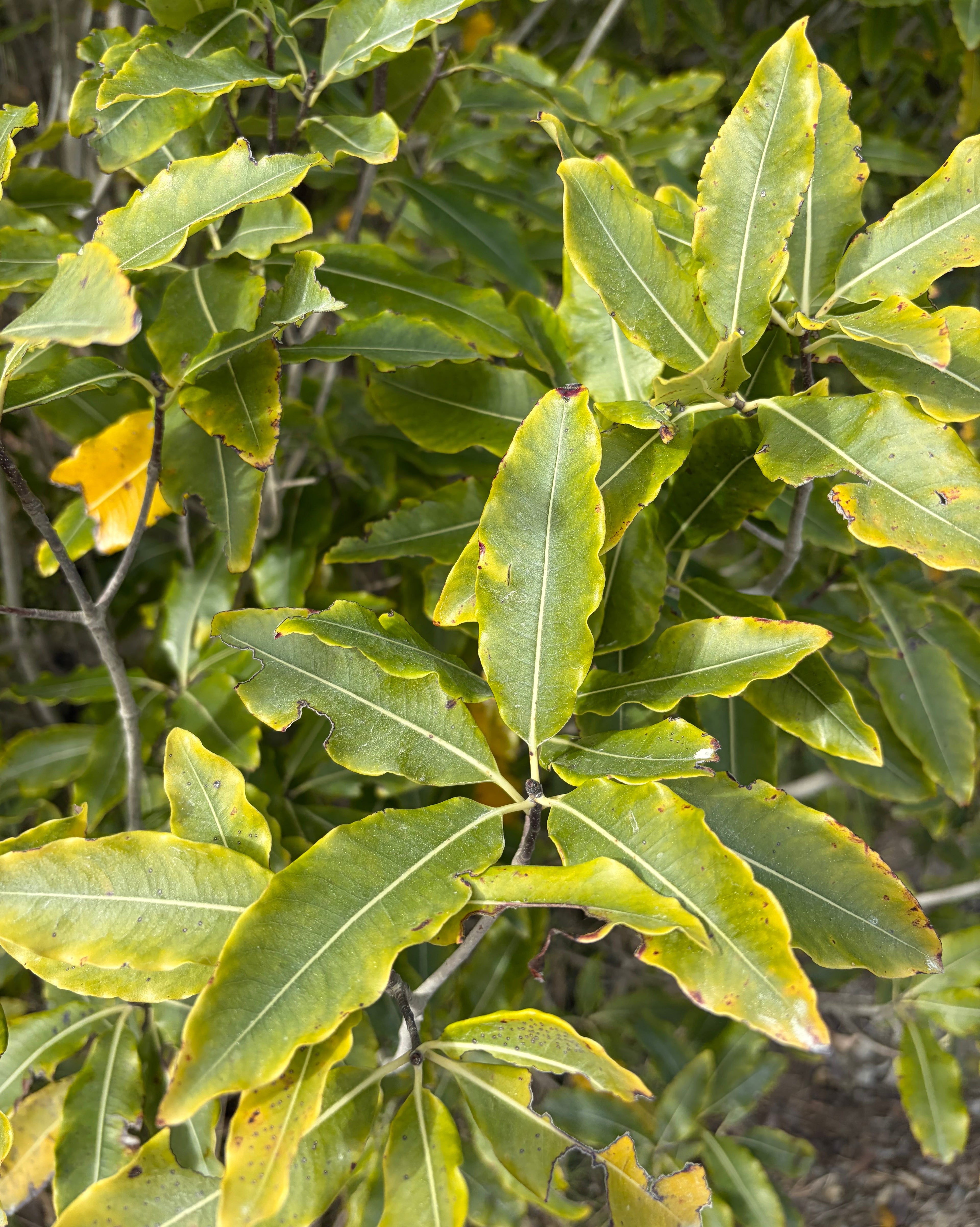 Tarata (Pittosporum eugenioides)