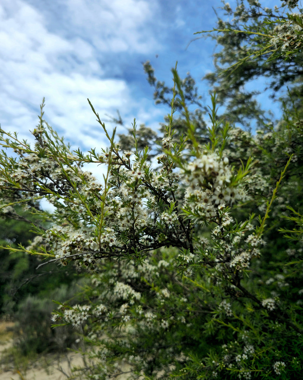 Kānuka (Kunzea ericoides) Seed
