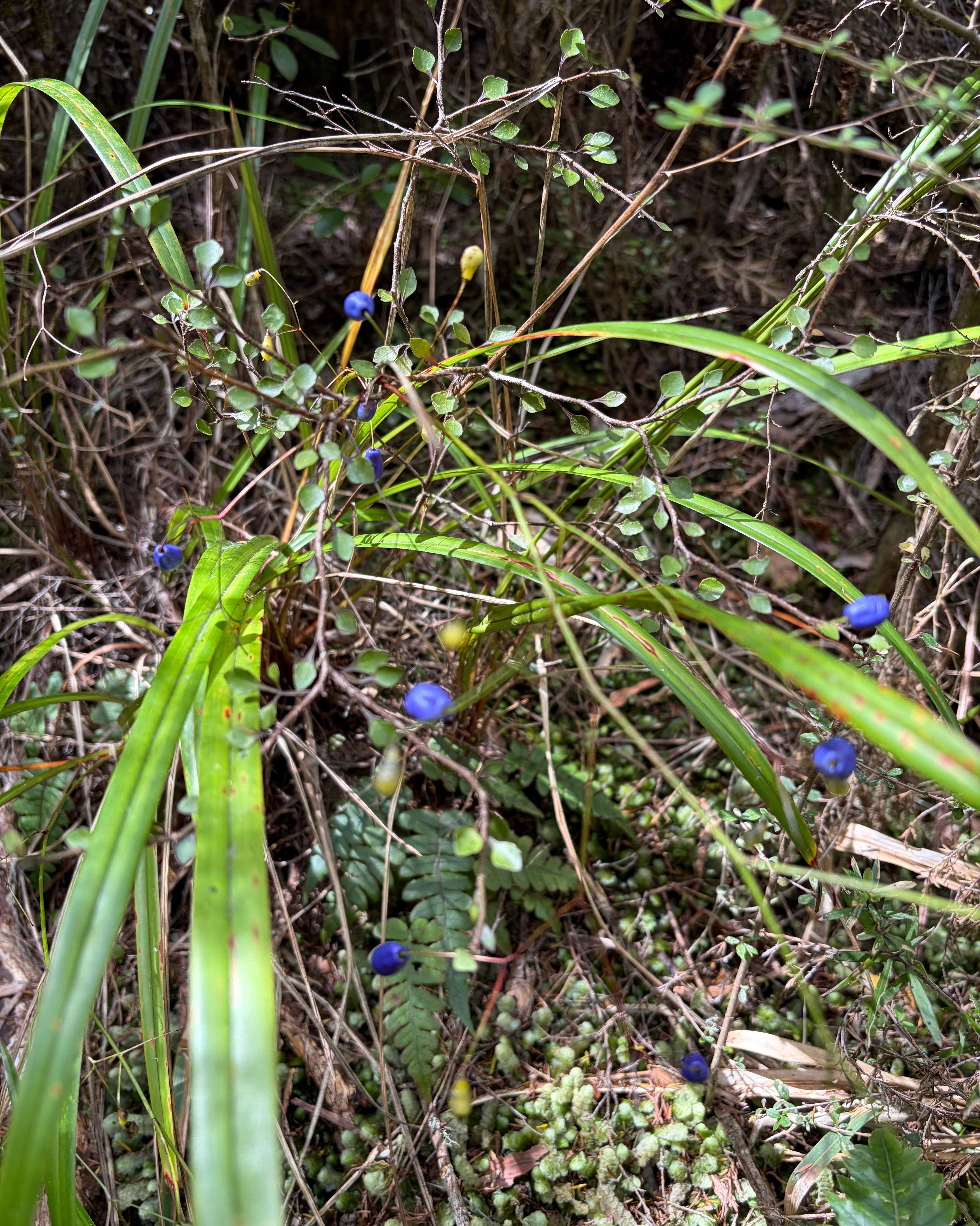 Turutu (Dianella nigra)