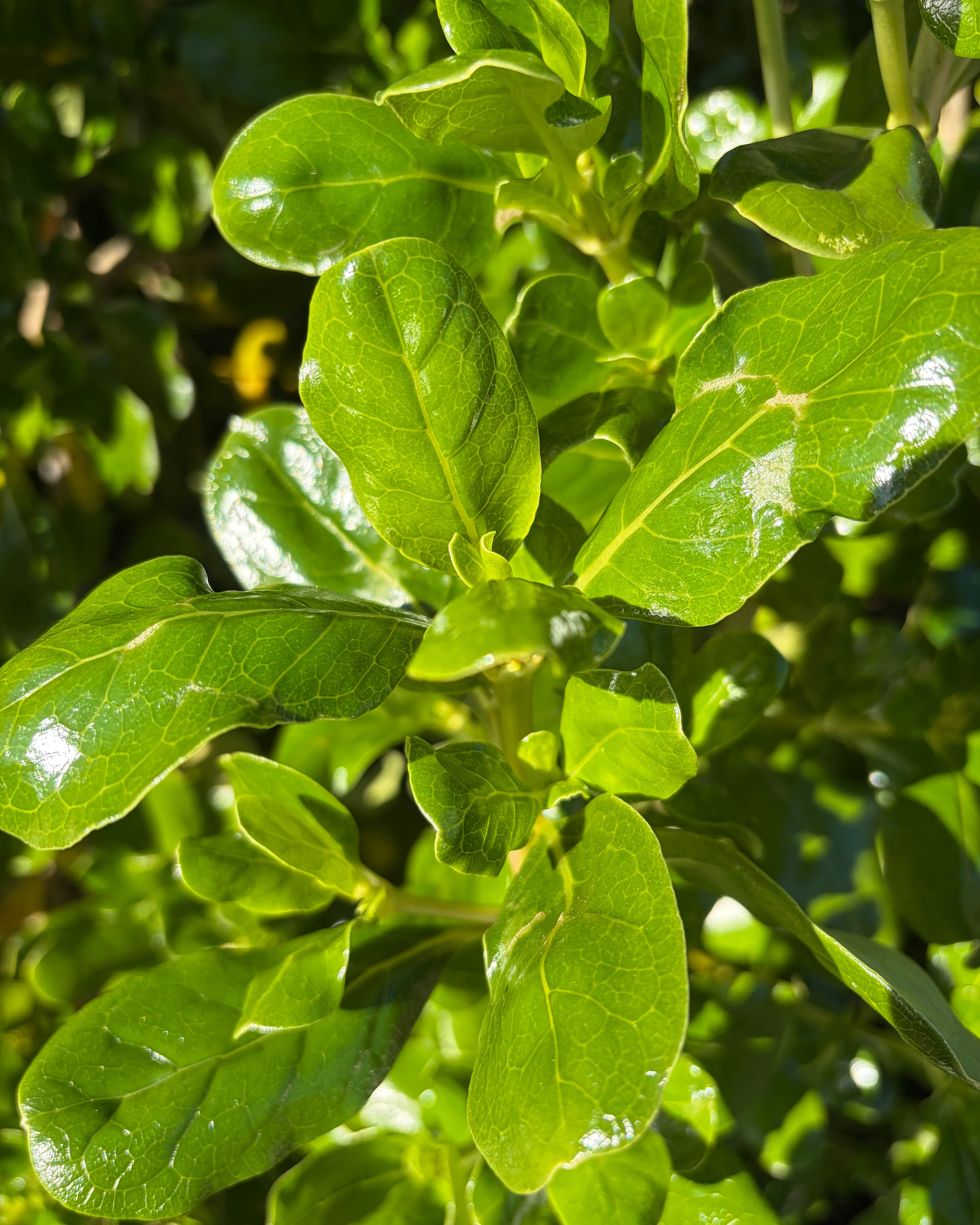Taupata (Coprosma repens)