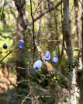 Turutu (Dianella nigra)