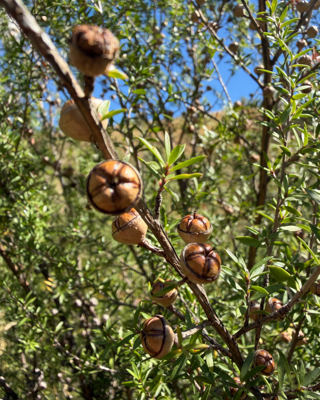 Mānuka (Leptospermum scoparium)