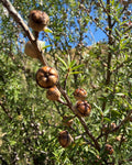 Mānuka (Leptospermum scoparium)