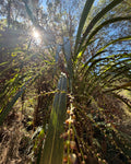 Tī Ngahere (Cordyline banksii)