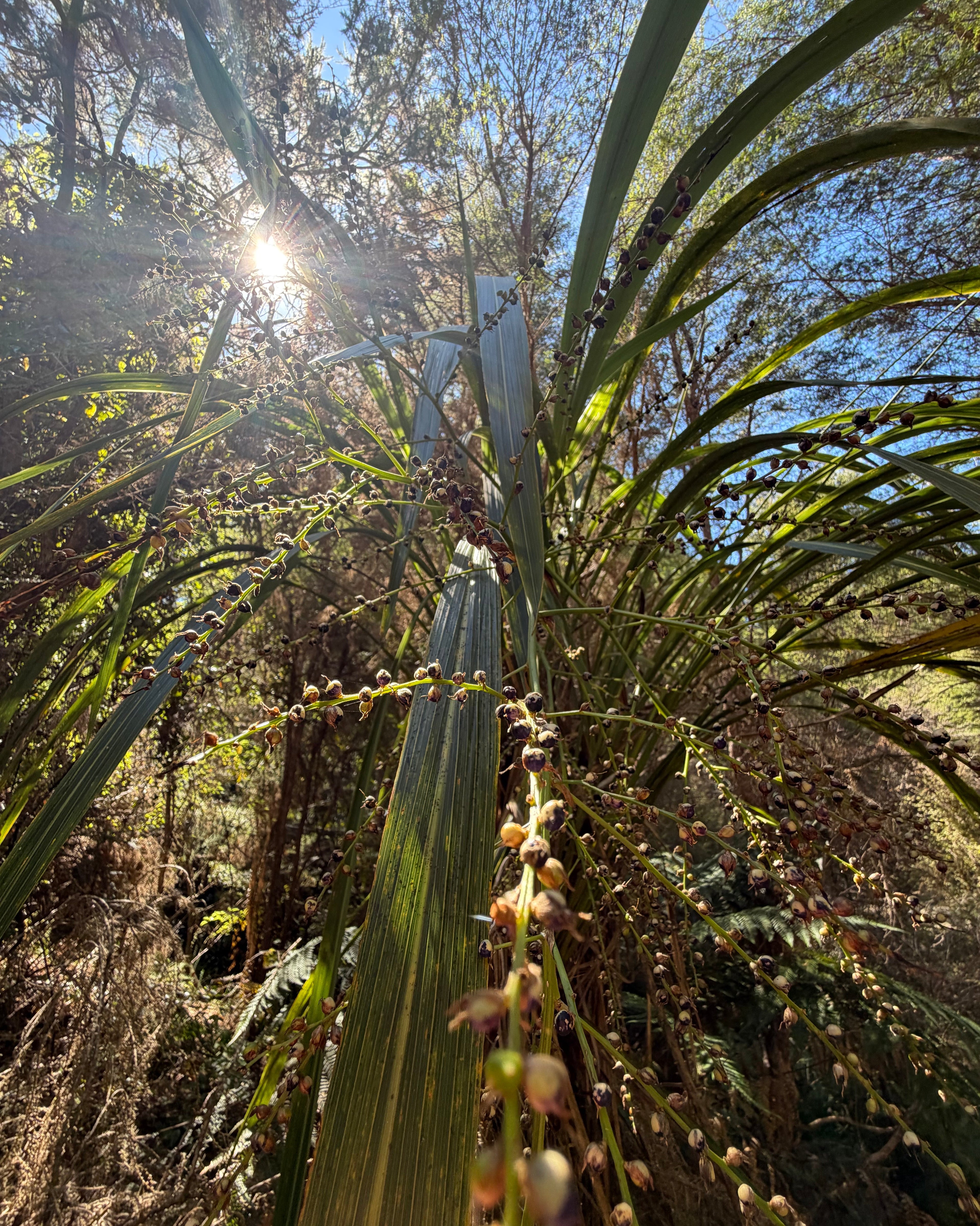Tī Ngahere (Cordyline banksii)