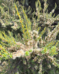 Coastal Tree Daisy (Olearia solandri)