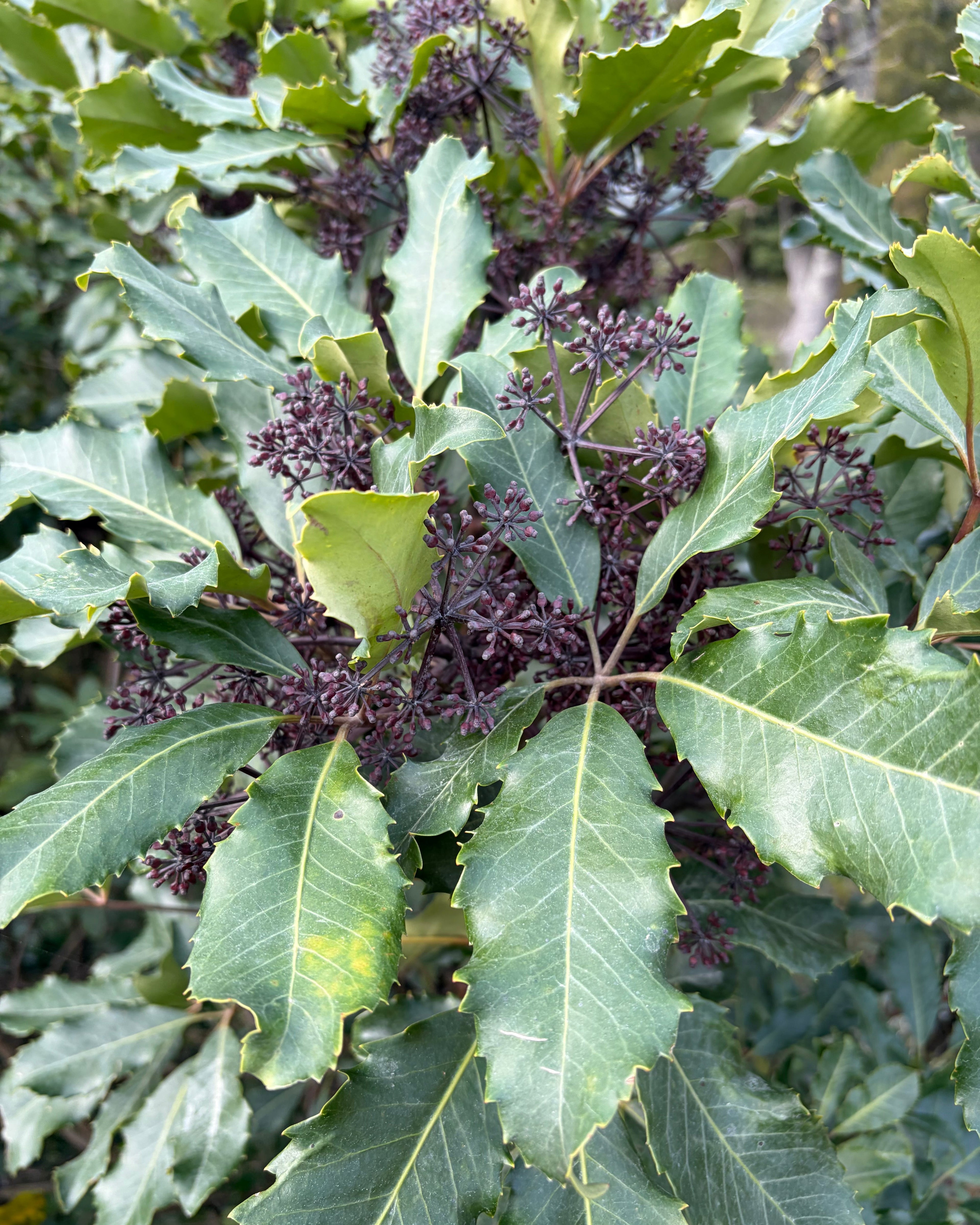 Whauwhaupaku (Pseudopanax arboreus)