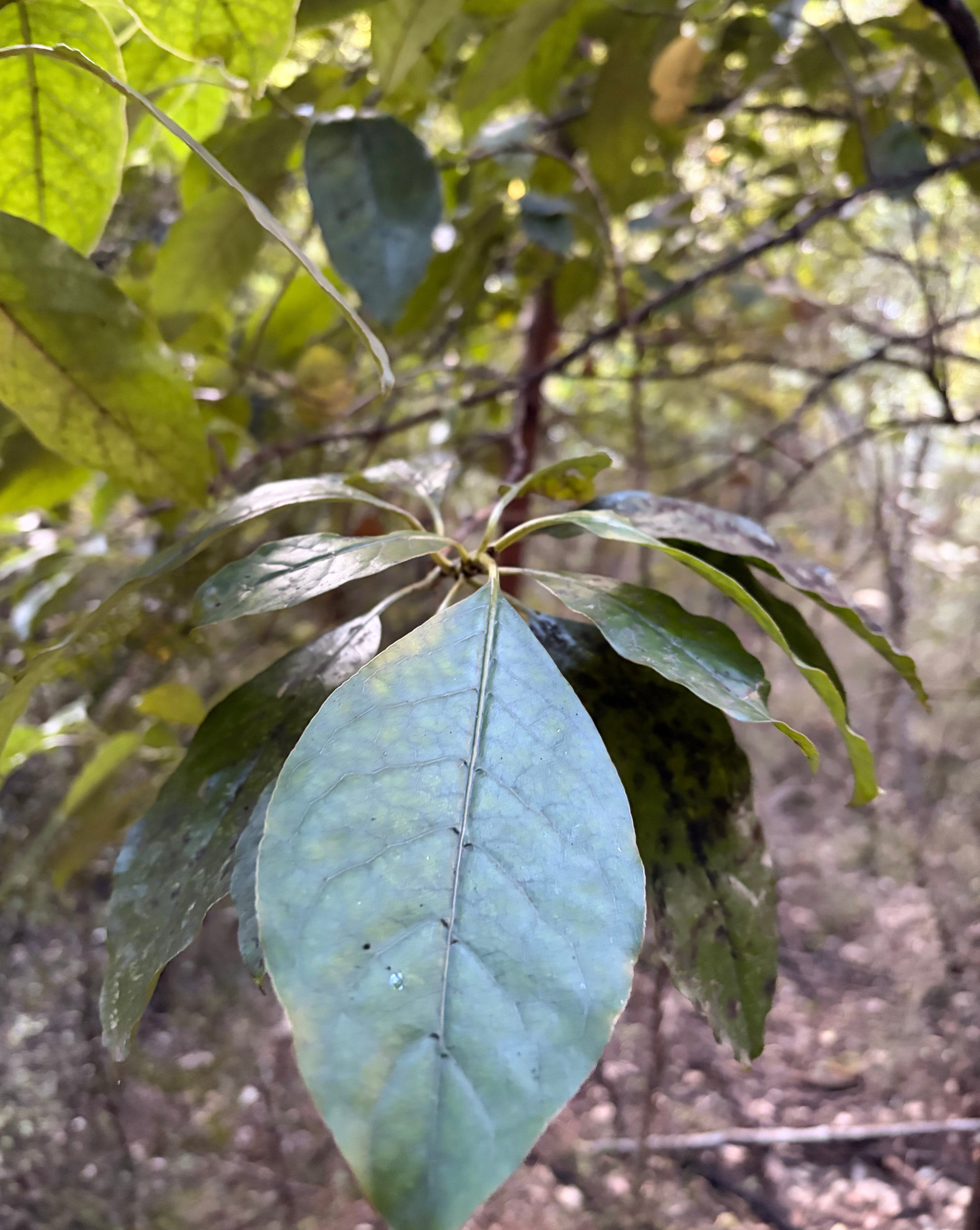 Kanono/Raurekau (Coprosma grandifolia)