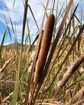 Raupō (Typha orientalis)