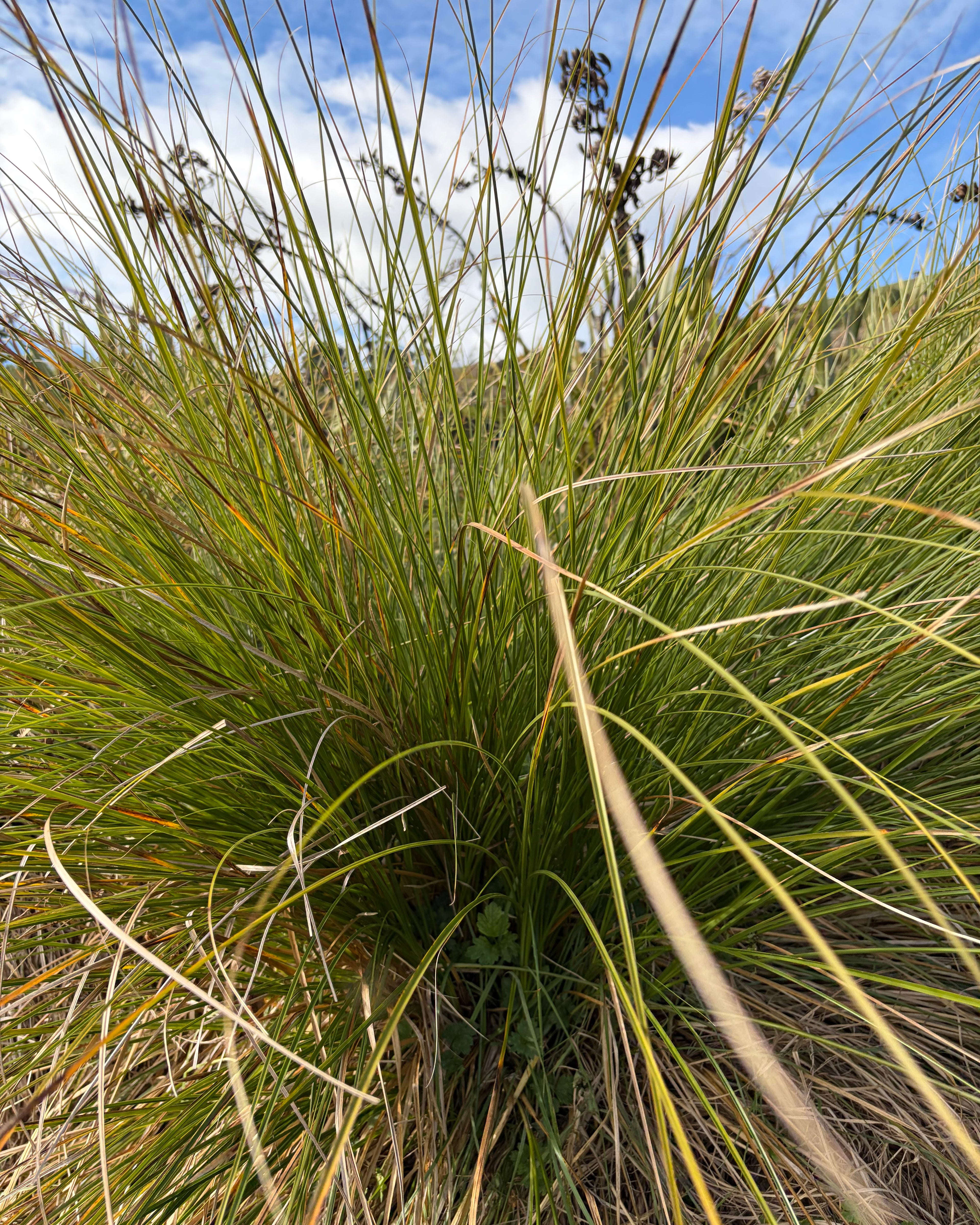 Purei/Pukio (Carex secta)