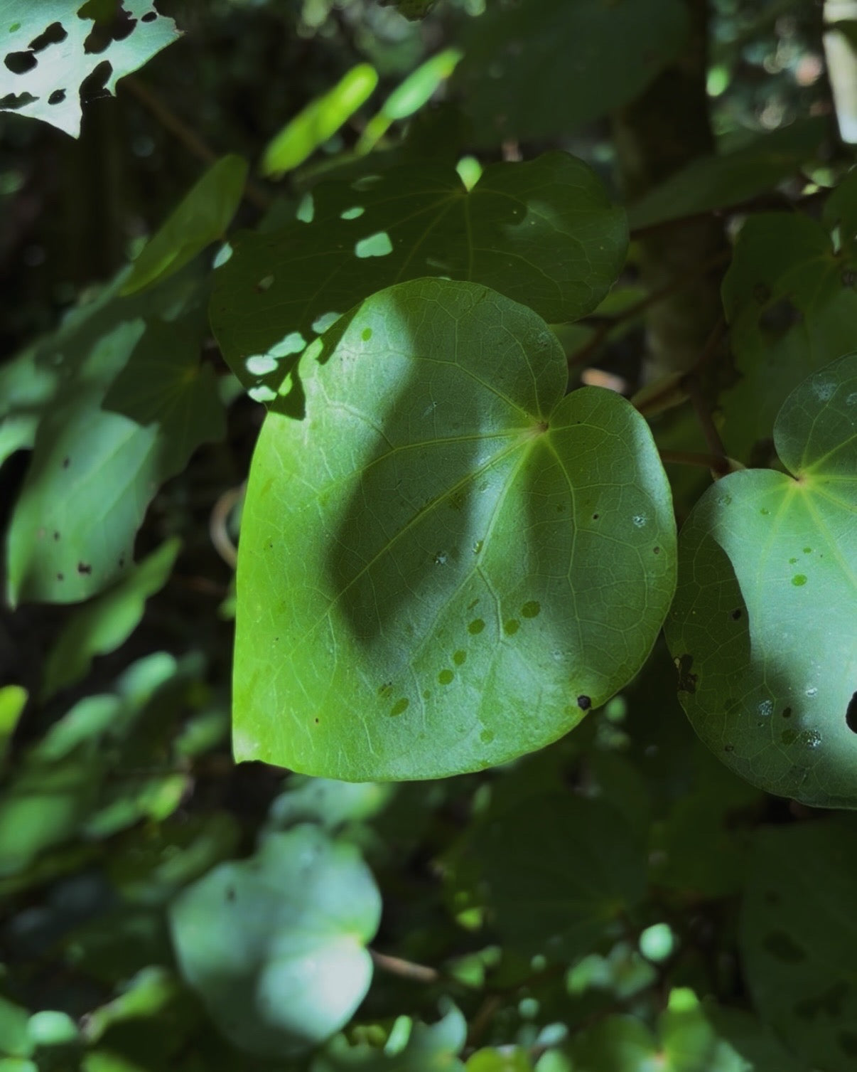 Kawakawa (Piper excelsum)