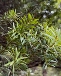 Tōtara (Podocarpus totara)