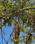 Kōwhai (Sophora microphylla)