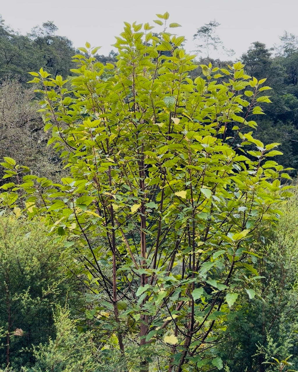 Makomako (Aristotelia serrata)
