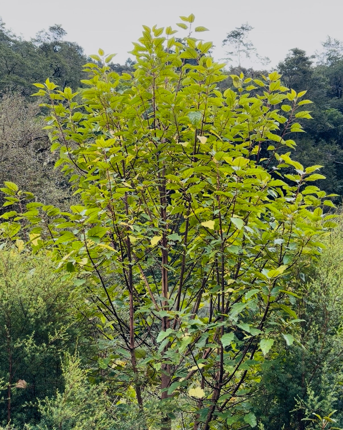 Makomako (Aristotelia serrata)