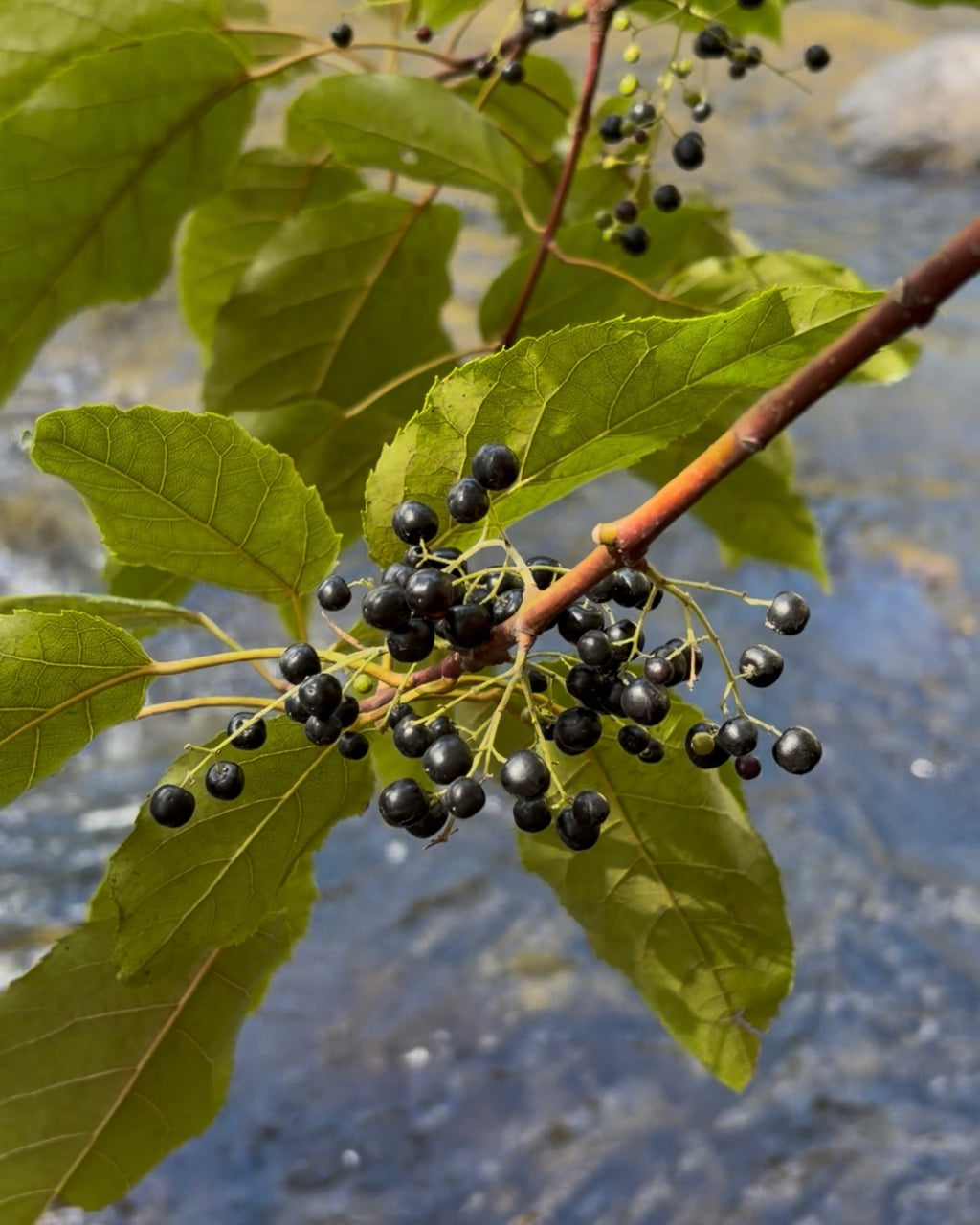 Makomako (Aristotelia serrata)