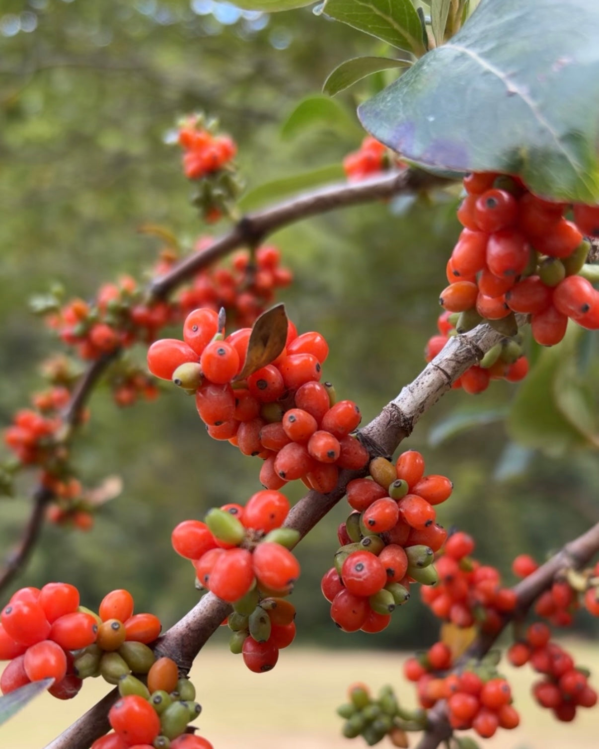 Karamū (Coprosma robusta)