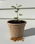 Native Seed Kits