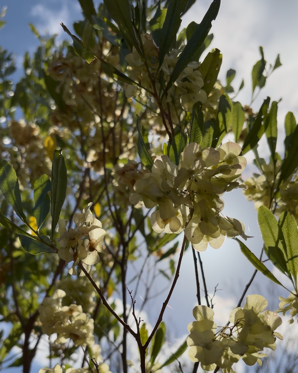 Ake ake (Dodonaea viscosa)