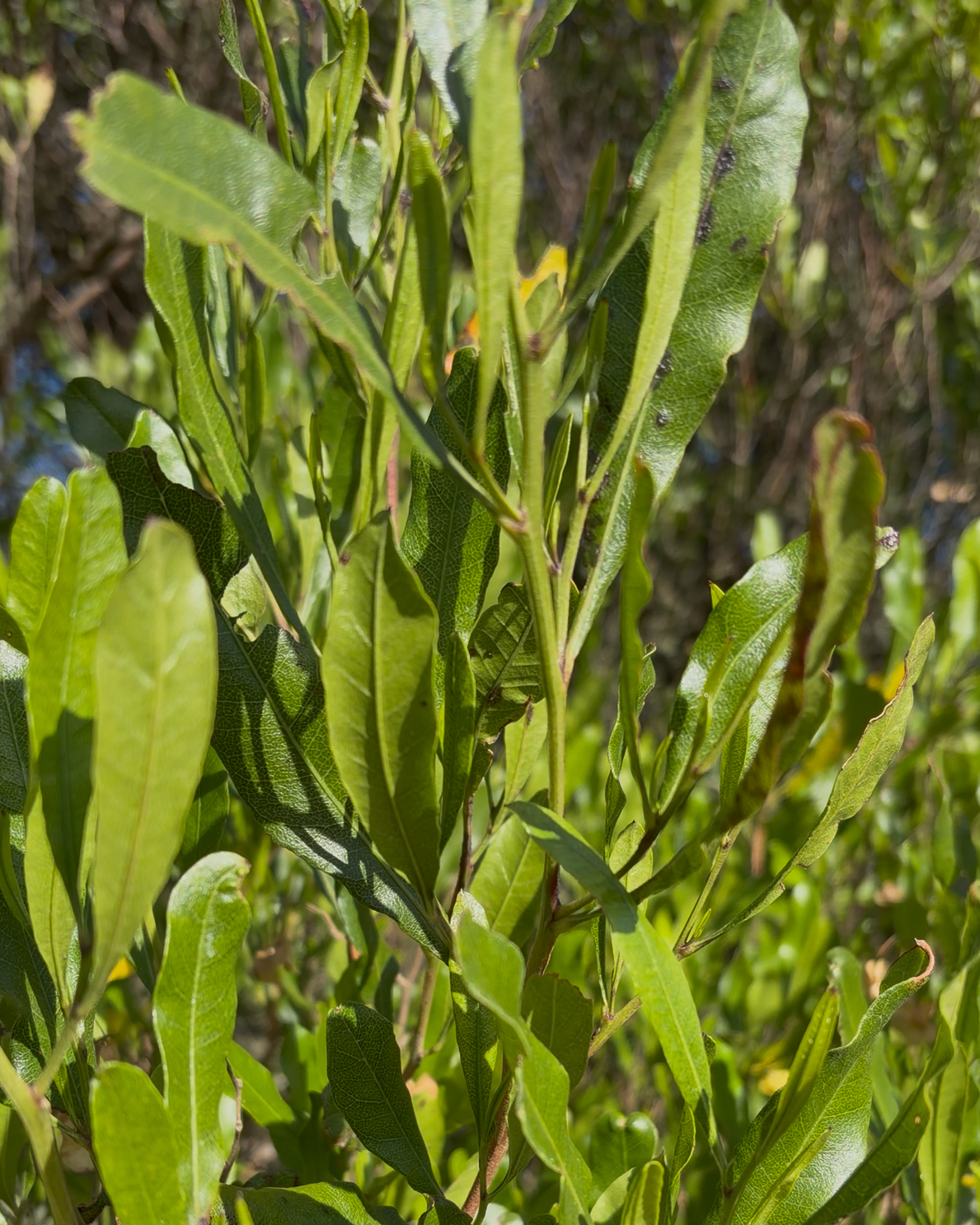 Ake ake (Dodonaea viscosa)