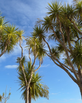 Tī Kōuka (Cordyline australis)