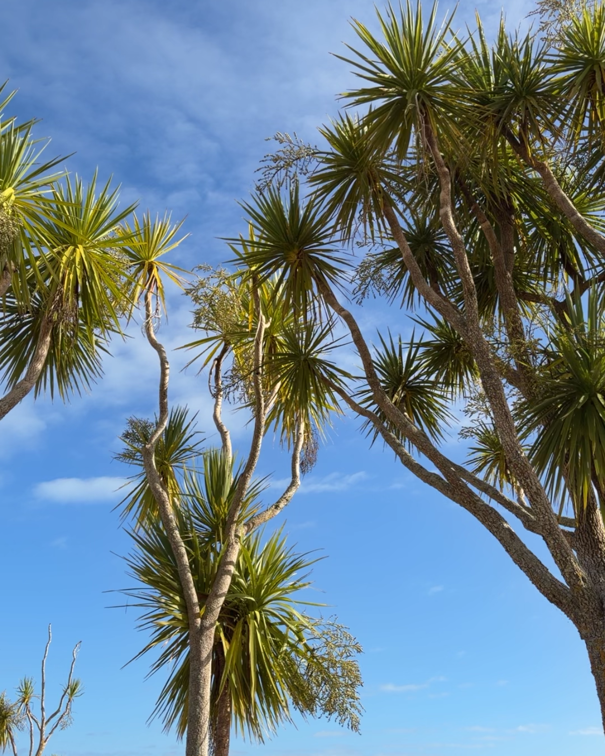 Tī Kōuka (Cordyline australis)