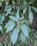Kōtukutuku (Fuchsia excorticata)
