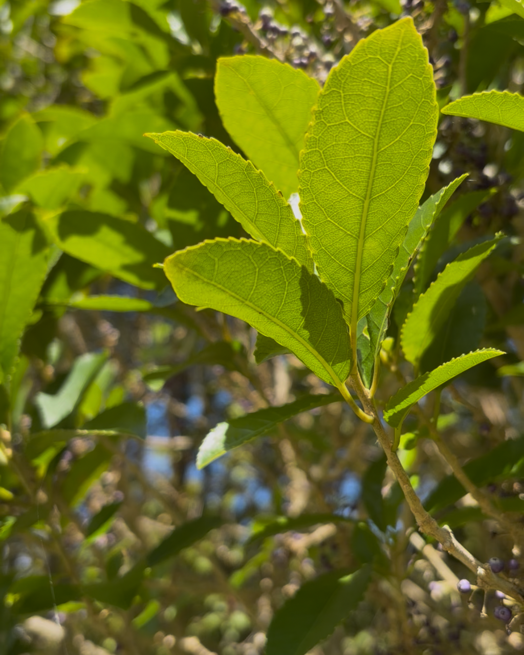 Māhoe (Melicytus ramiflorus)