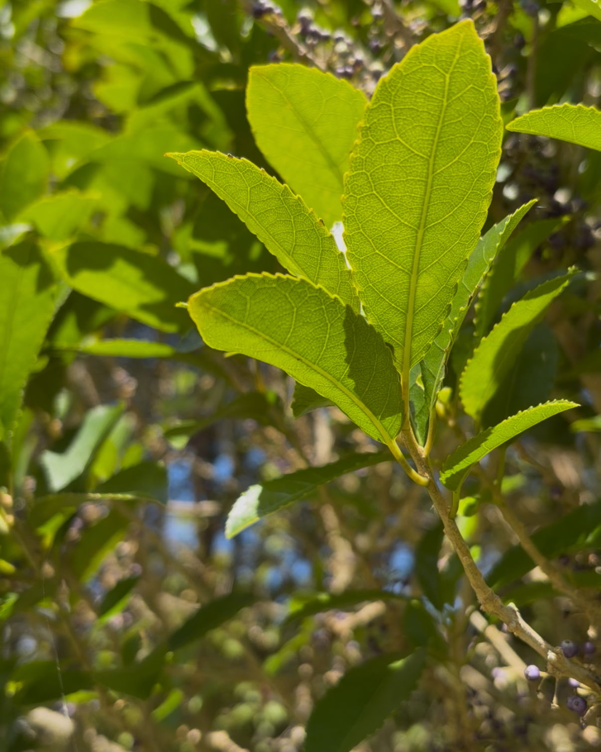 Māhoe (Melicytus ramiflorus)